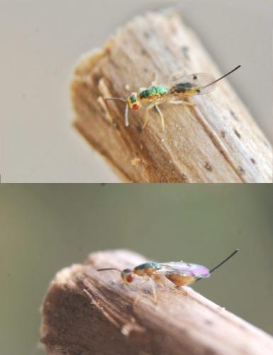 Megastigmus dorsalis